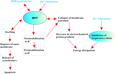 Proposed mechanism of mitochondrial dysfunction induced by ZnO NPs.