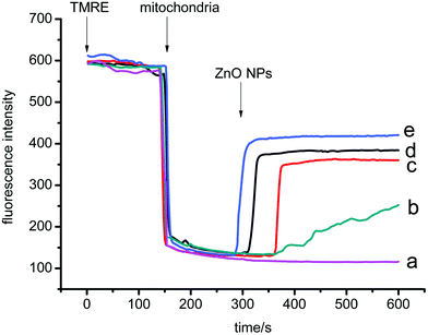 Mitochondrial membrane potential measured by changes in fluorescence emission intensity of TMRE. The traces represent typical direct recordings representative of 4 experiments obtained from different mitochondrial preparations. Traces a–e Mitochondrial suspensions (0.5 mg ml−1) were added. c (ZnO NPs)/μg ml−1: 0, 5, 13, 25, 50.