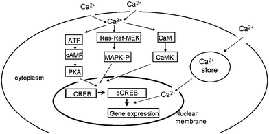 Molecules in calcium signaling. ATP, adenosine triphosphate; CaM, calmodulin; CaMK, calmodulin kinase; cAMP, cyclic adenosine 3′,5′-monophosphate; CREB, cAMP response element binding protein; MAPK, mitogen-activated protein kinase; PKA, protein kinase A; and Ras-Raf-MEK, mitogen-activated protein kinase/ERK kinase.
