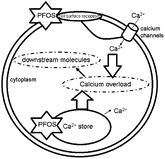 Diagram of disordered calcium induced by PFOS.