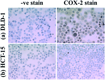 Immunohistochemical staining for COX-2 in DLD-1 and HCT-15 cells.