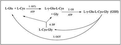Pathways for synthesis and degradation of GSH. Abbreviations: DP, dipeptidase; GCL, glutamate-cysteine ligase; GGT, γ-glutamyltransferase; GS, GSH synthetase.