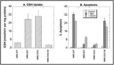 Modulation of DIC or OGC expression in NRK-52E cells alters mitochondrial GSH uptake and susceptibility to chemically induced apoptosis. NRK-52E cells were transfected using FuGENE 6 with cDNA for either the rat DIC (transient), rat OGC (stable), or C221,224S mutant OGC (OGC-M) using the pcDNA3.1/V5-His-TOPO vector. Non-transfected cells are designed as wild-type (WT). Panel A: Initial rates of GSH uptake were measured using radiolabeled (3H-glycyl) GSH. Panel B: Cells were incubated for 4 h with either culture medium (= Control), 50 μM tert-butyl hydroperoxide (tBH), or 200 μM S-(1,2-dichlorovinyl)-l-cysteine (DCVC). Apoptosis was quantified by propidium iodide staining, flow cytometry, and flow-activated cell sorting (FACS) analysis. (Data are a compilation from multiple studies, so statistical comparisons could not be performed. See ref. 36 and 37 for more Experimental details.)