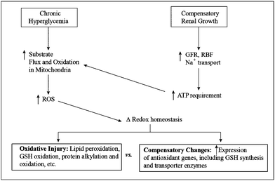 Scheme of biochemical events linking chronic hyperglycemia and compensatory renal growth to changes in mitochondrial function and redox status. Abbreviations: GFR, glomerular filtration rate; GSH, glutathione; RBF, renal blood flow; ROS, reactive oxygen species.
