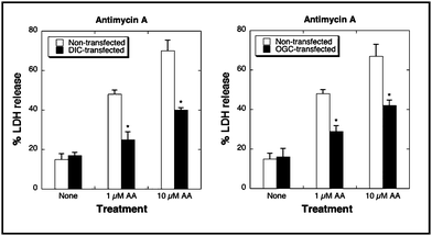 Overexpression of the DIC (left panel) or OGC (right panel) protects renal proximal tubular cells from diabetic rats from cytotoxicity induced by antimycin A.