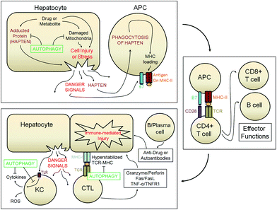 There are multiple hypotheses regarding the initiation and propagation of IDILI. This illustration depicts how several of these events could occur and potential key events that could involve autophagy. Autophagy could clear adducted or nonfunctional proteins or could remove damaged organelles. If these processes are insufficient drug or metabolite could cause cell stress or death within the hepatocyte. This could then trigger an immune response and activation. This activation could then trigger various downstream effector functions in additional immune cells. Propagation of injury can then occur through these adaptive or innate immune responses. Autophagy could potentially attenuate these responses through the modulation of TLR/ligand interaction or destabilization of the immune synapse. These roles of autophagy during IDILI are speculative however convincing evidence of the participation of autophagy during APAP overdose has been shown. The figure is a modification of the concepts previously described.72