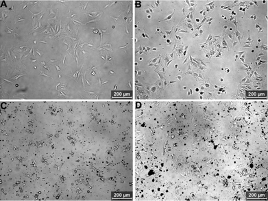 Optical microscopy images of NIH-3T3 cells incubated with 80 μg mL−1 of aniline oligomers for 12 h. (A) Control cells, (B) aniline dimer, (C) aniline trimer, (D) aniline tetramer.