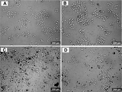 Optical microscopy images of A549 cells incubated with 80 μg mL−1 of aniline oligomers for 12 h. (A) Control cells, (B) aniline dimer, (C) aniline trimer, (D) aniline tetramer.