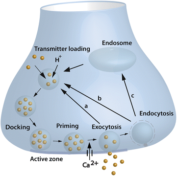 Analytical Tools To Monitor Exocytosis A Focus On New Fluorescent Probes And Methods Analyst Rsc Publishing