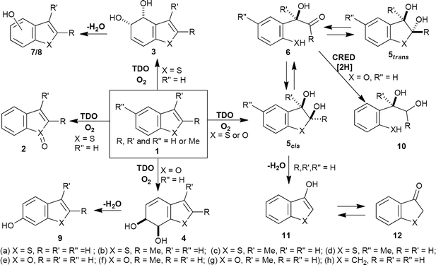 Toluene Dioxygenase Catalyzed Cis Dihydroxylation Of Benzo B Thiophenes And Benzo B Furans Synthesis Of Benzo B Thiophene 2 3 Oxide Organic Biomolecular Chemistry Rsc Publishing