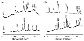 SERS (top trace) and ordinary Raman (bottom trace) spectra recorded for (A) 9-nitroanthracene and (B) benzo[a]pyrene employing the Ag–Au NTs as substrates. While the ordinary Raman spectra were recorded from the solid samples, the SERS spectra were recorded from aqueous suspensions containing the Ag–Au NTs and 3.33 × 10−7 M 9-nitroanthracene or benzo[a]pyrene, respectively.