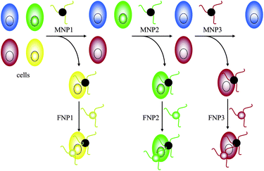 Schematic representation of three different cell samples stepwise extracted and detected by MNPs and corresponding FNPs.