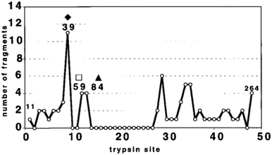 Summary of cleavage site frequency. Each of the 48 cleavage sites is indicated on the x axis with the number of unique peptide fragments resulting from limited proteolysis on the y axis.11