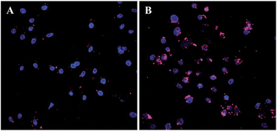 Intracellular tracking of Cy3-labelled pGL-3 (red) in HeLa cells. A and B are for 4 h and 24 h post-transfection respectively. Reproduced with permission from ref. 269. Copyright 2011, Royal Society of Chemistry.