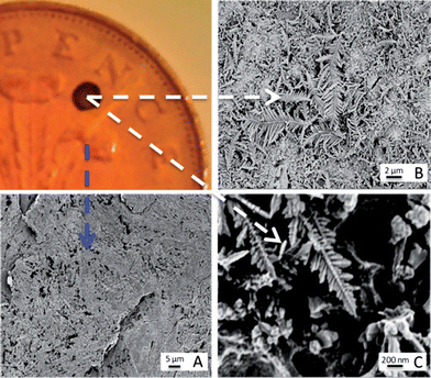 Characterisation of galvanic displacement. The optical image (top left) shows a clean British 2p coin, with silver deposited onto its surface. (A) shows an SEM of the rough surface of the tuppence after cleaning. The SEM in (B) shows the silver dendritic structures that are formed on the coins surface once 10 μL of AgNO3 was left to mature for 20 s at room temperature (23 °C). The fern like structures are magnified in (C) and show that secondary crystalline domains grow perpendicular from a primary silver backbone.