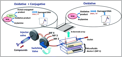 Multiplexed genotoxicity screening platform with reference to arylamine metabolism. Each microfluidic device features a 63 μL polydimethylsiloxane (PDMS) channel in a poly(methylmethacrylate) (PMMA) housing. Ag/AgCl reference and Pt counter wire electrodes are symmetrically located along the channel housing a replaceable 8-sensor array.23 In this study, four microfluidic systems were connected to a switching valve to enable sequential experiments.
