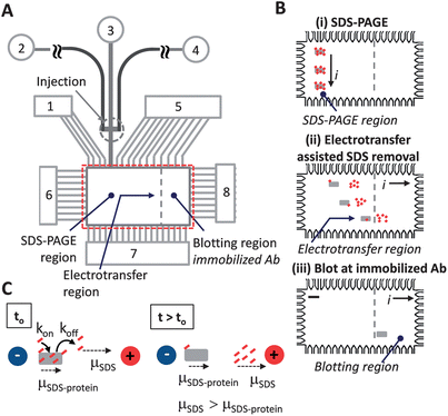 Electrotransfer dilutes SDS from sized proteins underpinning integration of SDS-PAGE with antibody blotting in microfluidic Western blotting. (A) Microchannel and microchamber architecture supports microfluidic Western blotting in regions of photopatterned PA gel for: SDS-PAGE, electrotransfer, and blotting (not to scale). Fluid reservoirs numbered 1–8. Unless specified, denatured protein sample was introduced to reservoir 2; reservoirs 3, 4, and 7 were filled with 1× Tris–glycine buffer with 0.1% (w/v) SDS to maintain protein denaturation during the separation stage; reservoirs 1, 5, 6, and 8 were filled with 1× Tris–glycine native buffer. (B) Integration of sizing with antibody-based blotting in PA gel patterned microchamber is a three step process: (Step i) SDS-PAGE for protein sizing; (Step ii) lateral transfer dilutes SDS from denatured proteins and drives all proteins to the blotting region; (Step iii) proteins bind to partner immobilized antibodies in the blotting region. Electrical current is indicated by “i”, scale bar is 200 microns in schematic. (C) Concept of electrotransfer for dilution of SDS from SDS–protein complexes. Small dashes (red) represent SDS, box symbol (gray) represents protein. Electrophoretic mobility is indicated by “μ” symbols. Electric potential is indicated by “+” and “−“ voltage node symbols.