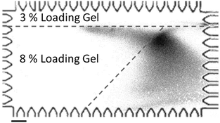 Lateral transfer of a stream of 2% SDS denatured CRP* to a slanted blotting gel. Image captured at t = 200 s after the initiation of the transfer process. The boundary of the slanted blotting gel (as indicated by dashed lines) was visualized by laterally transferring a stream of FITC-biotin into the streptavidin-containing blotting gel. ETransfer = 37 V cm−1, scale bar is 200 μm.