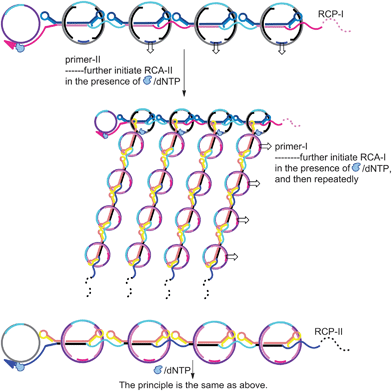 Schematic illustration of RCP-triggered transformation of DPRs to DRs through hybridizing the complementary sequences of RCP-I and RCP-II to the single-stranded region of DNA rods of DPR-II and DPR-I, while primers to the single-stranded gaps of respective DPRs, which further proceed the RCA reactions to enhance the amplification.