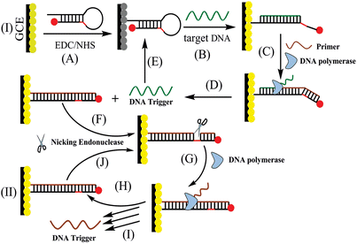 Schematic representation of AuNPs and isothermal circular assisted ECL signal amplification of the CdS QDs film for sensitive assay of nucleic acids. (Reproduced from ref. 182. Copyright 2011, Royal Society of Chemistry.)