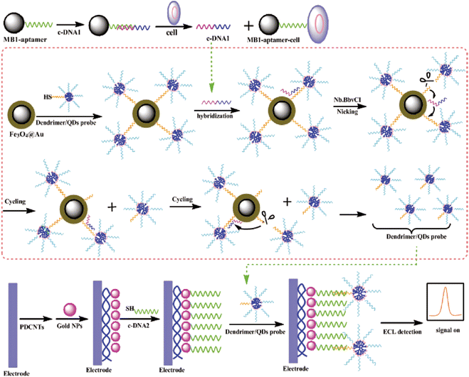 Schematic representation of the strategy for cell assay based on the MB–aptamer biocomplex and DNA cycle-amplifying technique and ECL detection based on the dendrimer NCs/QDs-DNA signal probe. (Reproduced from ref. 85. Copyright 2011, American Chemical Society.)