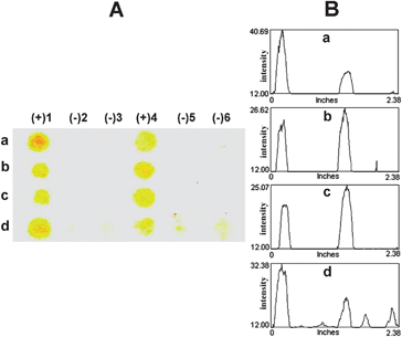 Representative images (column A: scanned image and column B: profile image) of the test results demonstrating the effect of PBS concentration and salt addition in washing and blocking solutions: (a) 0.1 M PBS w/ 0.1 M NaCl, (b) 0.1 M PBS w/o 0.1 M NaCl, (c) 50 mM PBS w/ 0.1 M NaCl, and (d) 50 mM PBS w/o 0.1 M NaCl.