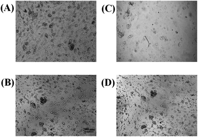 Bright field micrographs demonstrating PC 12 cell adhesion to PDMS (A) and polystyrene (B). As expected, both substrates provide a sufficient surface for cell adhesion. However, after washing 3× with buffer, the number of cells adhering to PDMS (C) is reduced in comparison to cells adhering to polystyrene (D).