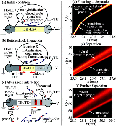 Schematic (a–c) and experimental visualization (d–f) of preconcentration and hybridization of nucleic acids followed by electrophoretic separation using bidirectional ITP. (a) The channel is initially filled with LE+/LE− mixture. The left (cathodic) reservoir is filled with a mixture of TE−, LE+, ssDNA target and probe (molecular beacon). The right (anodic) reservoir is filled with the TE+/LE− mixture. (b) When voltage is applied, the target and the probe focus at the anionic ITP interface and propagate rightwards. Simultaneously, a cationic ITP interface forms near the right reservoir and propagates leftwards. Anionic ITP preconcentration dramatically accelerates hybridization between the target and probe. (c) At a later time, the cationic ITP interface interacts with focused hybridization products, and triggers CZE separation. The resulting electropherogram shows peaks corresponding to the fluorescent unreacted probe and the target–probe hybrid. (d–f) Spatiotemporal plots showing the intensity of fluorescent probe in channel versus the distance along the channel axis, x, and time, t. (d) Initially (t < 10 s), ssDNA target and MB probe mix, focus, and hybridize in anionic ITP. At x = 23 mm and t = 10 s, a counter migrating cationic ITP interface interacts with the focused analyte zones, initiating CZE separation. (e and f) Resolved peaks of fluorescent hybrid and unreacted probe in the CZE mode.