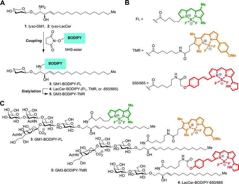 Preparation of GSLs conjugated with BODIPY fluorophores. (A) Diagram of the overall chemo-enzymatic synthesis pathway. (B) Structures of the BODIPY–FL, BODIPY–TMR, and BODIPY–650/665 linkages. (C) GM1–BODIPY–FL (top), GM3–BODIPY–TMR (middle), and LacCer–BODIPY–650/665 (bottom). BODIPY–FL, BODIPY–TMR, and BODIPY–650/665 are colored green, orange, and red according to their emission wavelengths.