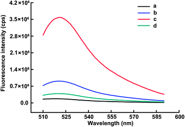 Fluorescence emission spectra of MB (100 nM) under different conditions: (a) MB + H; (b) MB + Oligo B (17 nM); (c) MB + H + Nt.AlwI (5 U); (d) MB + H + Nt.AlwI (5 U) + Dam MTase (80 U mL−1). H represents the DNA heteroduplex with a fixed Oligo B concentration of 17 nM and the 1.6 : 1 molar ratio of Oligo A to Oligo B in all these experiments.