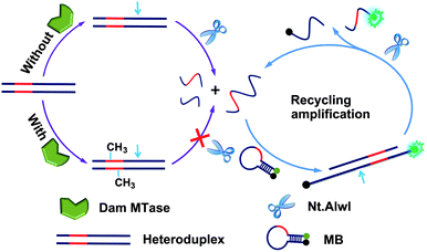 Schematic illustration of methylation-blocked enzymatic recycling amplification for the detection of Dam MTase activity. The recognition sequences for Nt.AlwI in both the heteroduplex and MB are highlighted in red and the small arrows (blue) represent the cleavage site for Nt.AlwI.