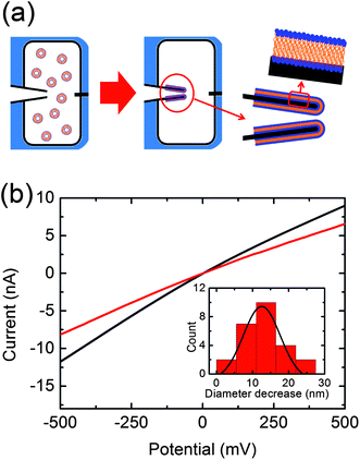 (a) Schematic representation of the lipid-coating process. (b) Current voltage curves recorded before (black) and after (red) lipid-coating. The inserted histogram represents the decrease of the nanopore diameter after lipid-coating in 25 nanocapillaries. A peak at 12.5 ± 5.0 nm is obtained by fitting the distribution with a Gaussian function.