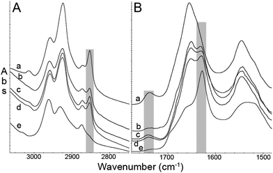 Representative FTIR spectra. (A) CH stretch region and (B) amide I and II region from (a) mouse grey matter, (b) human plaque core, (c) TgCRND8 mouse plaque core, (d) 3×Tg mouse plaque core, (e) fibrillar Aβ42. The symmetric CH2 peak, CO stretch peak, and β-sheet absorption in the amide I band are highlighted with grey boxes. With the exception of (e), spectra are displayed on a common scale, offset for clarity.