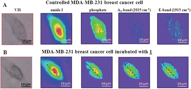 Visible and FTIR chemical images of MDA-MB-231 cells generated based on specific band integrations (Amide I: 1680–1612 cm−1, phosphate: 1260–1200 cm−1, A1-band: 2013–2033 cm−1 and E-band: 1890–1932 cm−1). (A) Top row: controlled cell, (B) bottom row: cell incubated with 1.