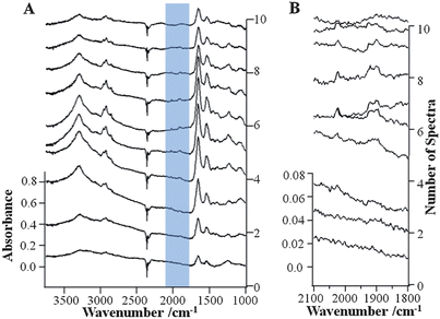 Stacks of spectra taken from individual pixels along the dashed line in Fig. 2B. The spectra come from pixels that are 2.2 μm apart. (A) shows the entire midinfrared spectral region, while (B) focuses on the region in which the specific bands of the biomarker can be found.