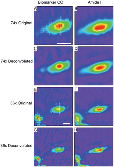 Original and deconvoluted chemical images of a breast cancer cell labelled with 1 taken with both 74× and 36× objectives. (A) and (B) show original chemical images (color scales: purple (low intensity) – red (high intensity)) of the cell as measured with the 74× objective generated by integrating under A1 mode of the biomarker (A), and Amide I (B). Scale bar in a is 20 μm. (C) and (D) show the results of deconvolution of the data used to generate (A) and (B). (E) and (F) show the analogous data of (A) and (B) as measured with the 36× objective. Scale bar in (E) is 20 μm. (G) and (H) show the results of deconvolution of the data used to generate (E) and (F).