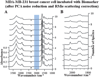 Stacks of extracted single FTIR spectra (spaced 2.2 micrometers apart from one another), along the dashed line indicated in the images in Fig. 2B of the PCA and RMie scatter-corrected data of the breast cancer cell incubated with 1 in the wavenumber range 3750–1000 cm−1 (A) and 2100–1800 cm−1 (B).
