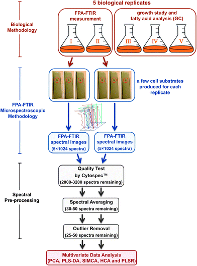 Flow diagram of the experimental procedure used in the study including biological and FPA-FTIR microspectroscopic methodologies followed by spectral pre-processing, prior to the multivariate data analysis. The number of spectra mentioned in the figure represents the total number of spectra remaining after each processing step.