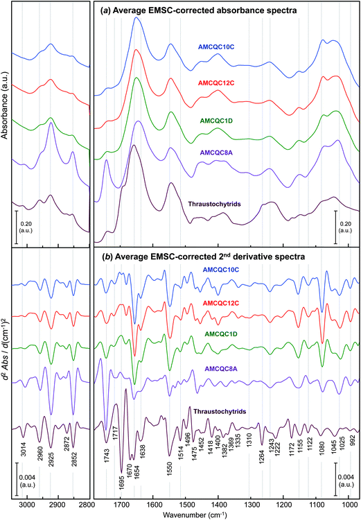Comparisons of the average EMSC-corrected (a) absorbance and (b) 2nd derivative spectra of the four Rhodotorula yeast isolates and the thraustochytrids (PRA-296™) taken at the onset of the stationary phase. Note that the EMSC-corrected 2nd derivative spectra were processed by 2nd derivatisation and then EMSC in a similar order used throughout the manuscript.