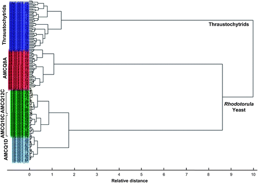 HCA dendrogram obtained by Ward's algorithm and squared Euclidean distance measure criterion, using the entire dataset that included the four Rhodotorula yeast isolates and thraustochytrids harvested at the onset of the stationary phase.