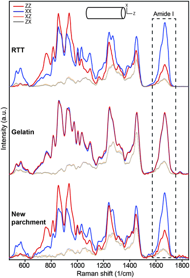 Polarized Raman spectra of rat tail tendon fiber (top), gelatin (middle) and newly prepared parchment fiber (bottom). The dashed box highlights the amide I region used for evaluating orientation parameters. Amide I anisotropy is evident [comparing XX (blue) and ZZ (red) configurations] for RTT and new parchment fibers, but completely vanishes for the gelatin sample.