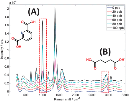 SERS spectra of dipicolinic acid, a biomarker for Bacillus spores, measured using citrate-reduced silver colloid and a portable 633 nm Raman spectrometer. The concentration range 0–100 ppb in the sample volumes used is of equivalent magnitude to the infective dose of inhalation anthrax. Highlighted are: (A) the pyridine ring breathing vibration and structure of dipicolinate at 1006 cm−1, and (B) the C–H stretching vibration and structure of glutaric acid at 2934 cm−1, which is included as an internal standard to allow accurate quantification.