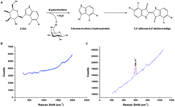 SERS detection to monitor the conversion of X-Gal. The conversion of the colourless X-Gal to the blue coloured (λmax = 635 nm) 5,5′-dibromo-4,4′dichloro-indigo by galactosidase (A) can be monitored by SERS. The product gives a new sharp vibrational Raman peak at 598 cm−1 as illustrated in the comparison of (B) and (C).