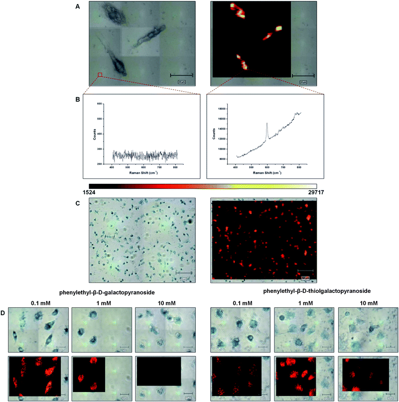 Intracellular SERS detection. The bright field (A) and false colour image (B) of three treated cells mapped by SERS using a 100× objective are shown. Spectra associated with specific mapped pixels are shown below each figure and the scale bar in (A) and (B) represents 20 μm. A false colour scale bar was used throughout and this is also shown below (A) and (B). Areas with no Raman signal appear black and areas with increasing peak intensity at 598 cm−1 are represented by increasing brightness. (C) Uses the same technique but looks at a larger area with use of a 20× objective. (D) Demonstrates the effect of inhibitor concentration on the cellular SERS response for both phenylethyl-β-d-galactopyranoside (PEG) and phenylethyl-β-d-thiolgalactopyranoside (PETG). The X-Gal and nanoparticle concentrations were 10 mM and 0.1 mM respectively.