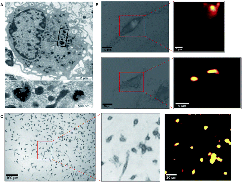 Localisation of nanoparticles within cells. Macrophages treated with gold nanoparticles are show in (A). A magnified version of the highlighted area is shown in the lower figure. (B) High resolution mapping of two individual macrophage cells and their associated false colour Raman images. (C) High resolution mapping of a cell population using a 20× objective.