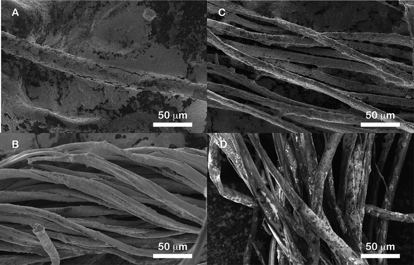 SEM micrographs of natural fibers coated with Ag colloidal paste: (A) wool, (B) silk, (C) cotton and (D) flax.
