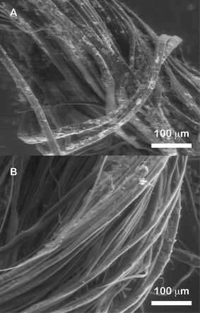 ESEM micrographs of flax fibers coated with (A) Ag colloidal paste and (B) Ag colloids.