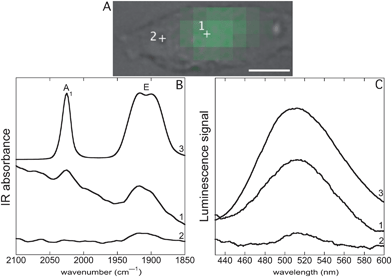 SR-UV-SM and SR-FTIR-SM (Sections 3.7 and 3.8). Single MDA-MB-231 cell incubated with 1 (25 μM, 1 h), fixed and air-dried. (A) Bright field image, scale bar: 10 μm. Green pixels: intensity for the integral of the band of luminescence emission (450–550 nm) recorded by SR-UV-SM after excitation at 350 nm. (B) (1) and (2) SR-FTIR-SM spectra recorded respectively at locations 1 and 2 inside the cell, (3) FTIR spectrum of pure 1 (see Section 3.12 and Fig. S2). (C) (1) and (2) SR-UV-SM spectra recorded respectively at locations 1 and 2 inside the cell, (3) luminescence emission after excitation at 350 nm of a solution of 1 at 10−4 M in a DMSO : water (1 : 9) mixture.