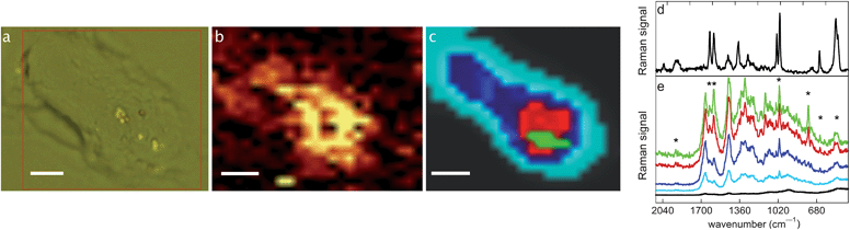 Confocal Raman microspectroscopy (Section 3.10). A single MDA-MB-231 cell incubated with 1 (25 μM, 1 h), fixed and air-dried. Scale bars: 4 μm. (a) Bright field image, the red frame corresponds to the measured area, (b) Raman image of the integration of the CO stretching band at 1926 cm−1, (c) results of the HCA analysis, (d) Raman spectrum of 1 in the solid state, and (e) cluster average spectra from HCA results (the trace color corresponds to the area in (c)).