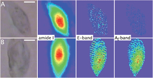 Synchrotron-based multiple beam FTIR imaging (Section 3.11). Visible and FTIR images based on the integration of specific absorption bands. Scale bars: 10 μm. (A) A single MDA-MB-231 control cell. (B) A single MDA-MB-231 cell incubated with 1 (25 μM, 1 h). See Section 3.11 for integration parameters. Constant scaling of the contour colors has been applied for each band, with red/purple equivalent to high/low absorption intensity. All cells were fixed and air-dried.